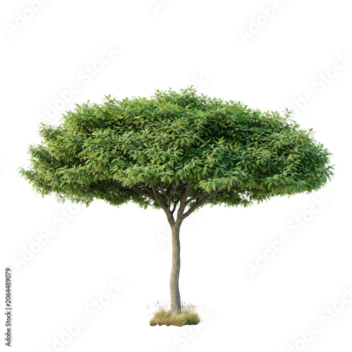 Small deciduous tree with a wide rounded canopy of dense green leaves and a smooth trunk isolated on a white background, for landscaping