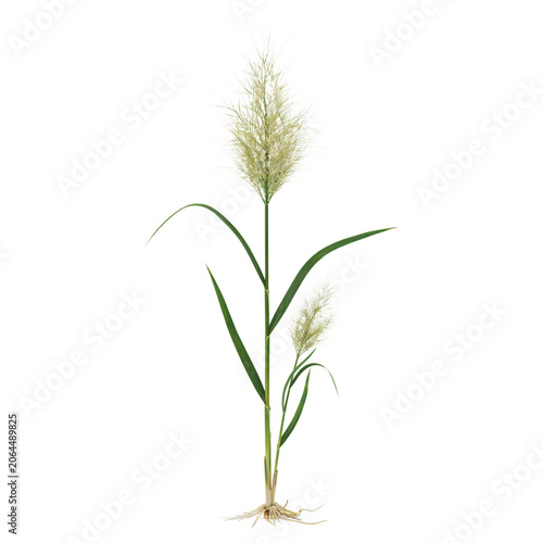 Tall ornamental grass plant with two white feathery plumes and visible roots isolated on a white background, for landscape architecture