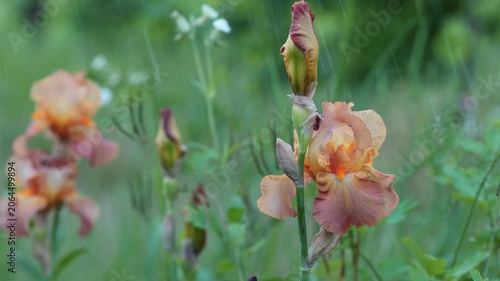Wild Garden Iris Flower Under Spring Rain in Natural Environment. Elegant Bearded Iris Blossom with Water Drops in Slow Motion Outdoors 