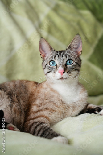 Cute tabby kitten with blue eyes lying on soft green blanket — adorable young cat portrait with pink nose, domestic pet and feline beauty concept