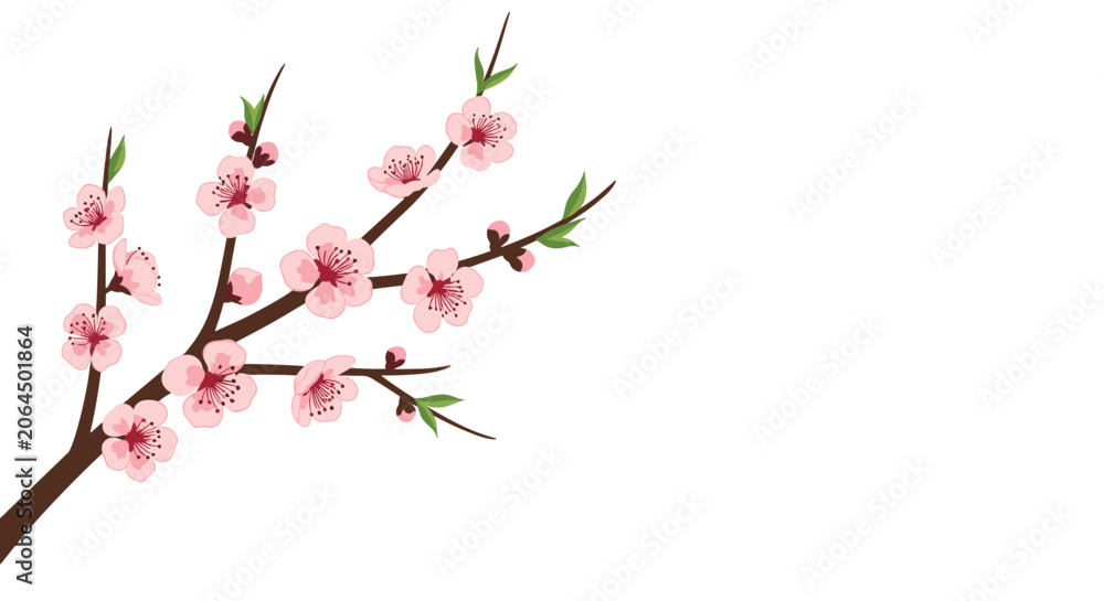 Fototapeta premium Elegant branch of pink blossoms with closed buds and tiny green leaves extends from the left side on a white background.