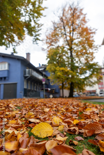Yellow autumn leaf on fallen leaves in a quiet European town
