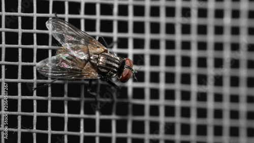 Fotografie Macro photography of a housefly sitting on a window insect screen
