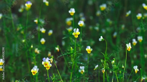Wildflowers Under Rainfall in Forest. Wild Pansy Meadow During Rainfall Cinematic Nature Footage. Spring Small Wild flowers Covered With Rain Drops Slow Motion