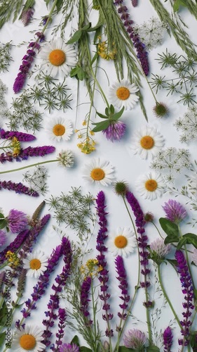 Vertical Wildflower Flat Lay Background with Meadow Flowers Rotating on White. Botanical Top Backdrop with Chamomile Clover and Salvia for Natural Branding