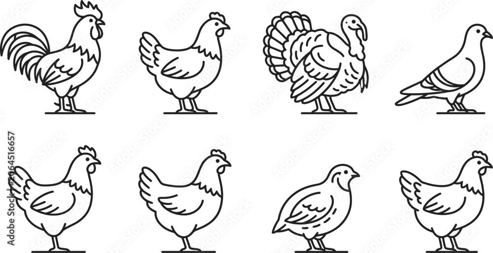 Fototapeta premium Farm poultry collection rooster hen turkey and pigeon line art