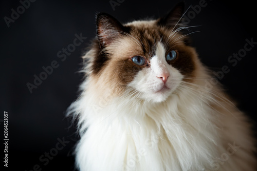 Purebred Ragdoll cat lying on dark background surface