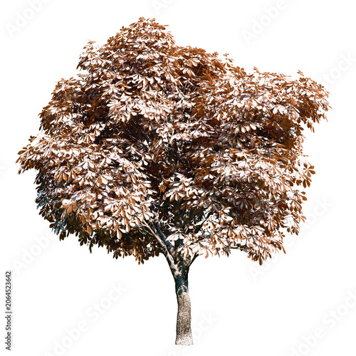 Isolated tree with transparent background. Asculus hippocastanum or the horse chestnut is a robust tree up to 25 meters high. Winter version.	