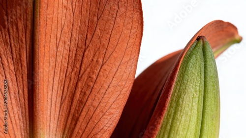 Closeup of flower petals