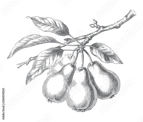 Pear tree branch with ripe fruits and foliage. Vintage engraved botanical illustration isolated on white background.