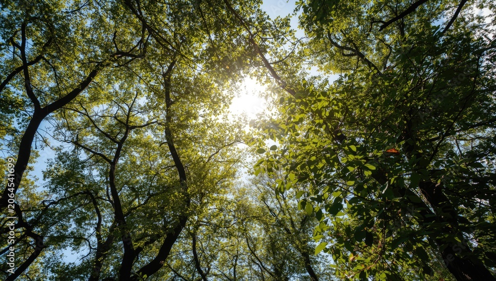 Fototapeta premium Sunlight shining through a canopy of green trees