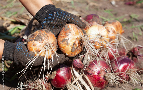 Young freshly dug onions in the garden. The farmer holds the onion in his hand. Growing onions.