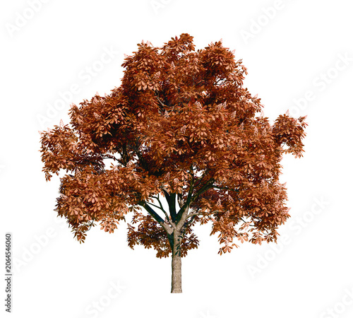 Isolated tree with transparent background. Asculus hippocastanum or the horse chestnut. Autumn version.	