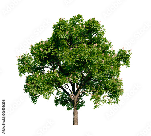 Isolated tree with transparent background. Asculus hippocastanum or the horse chestnut. Summer version.	