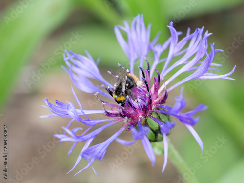 Fully Bloomed Cornflower Attracting a Bumblebee. Wildlife Macro Showing Pollination Behavior