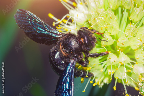 The carpenter bee (Xylocopa) with shiny blue wings and hairy body collects the pollen from onion bloom. Macro photography