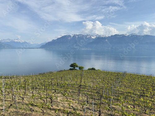 Lavaux Terraced Vineyards With a Solitary Tree Overlooking Lake Geneva and the Swiss Alps