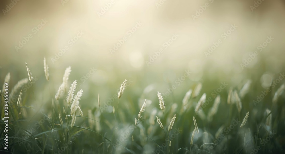 Obraz premium Soft focus backdrop featuring white grass bloom