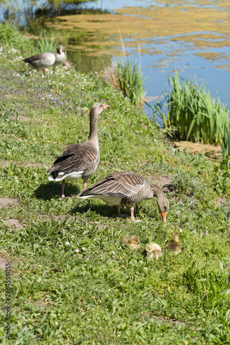 Graugänse, Anser anser, mit einigen Küken auf einer Wiese am See