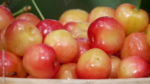 Close-up of ripe pink and yellow cherries in a bowl during harvest season. Fresh sweet berries rich in vitamins, grown organically. Natural summer dessert and healthy fruit for a balanced diet.