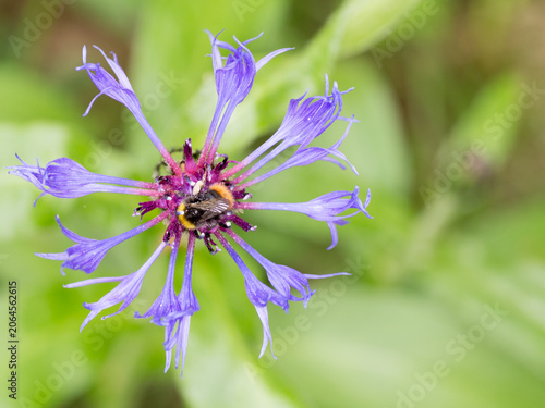 Buff-Tailed Bumblebee Visiting a Cornflower Blossom. Close-Up of Pollinator Activity on Centaurea cyanus