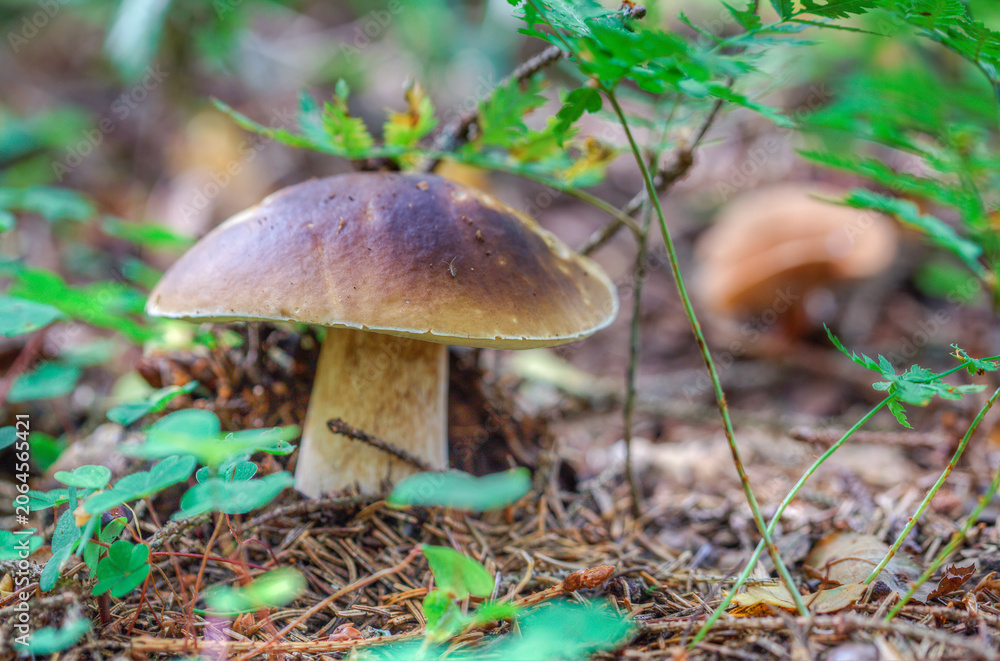Fototapeta premium Edible porcini mushrooms grow naturally in the wild.