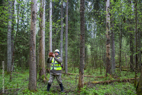 A man, a forest engineer, examines a dying forest.