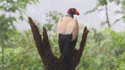 King Vulture (Sarcoramphus papa) perched in tropical rainforest of Costa Rica