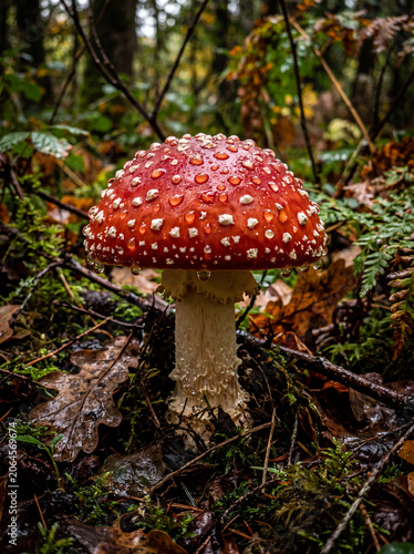 A vibrant red fly agaric mushroom (Amanita muscaria) covered in sparkling raindrops stands on a damp forest floor among moss, fallen leaves and woodland vegetation after autumn rainfall.