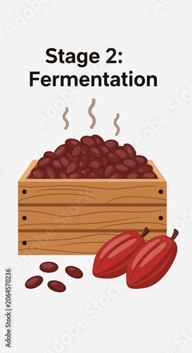 Cocoa Beans Fermentation Process.