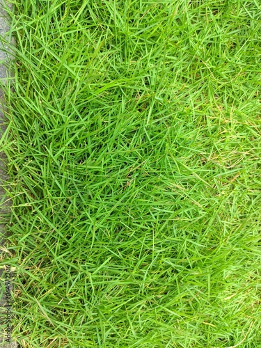 Bild auf Leinwand Fresh Japanese grass lawn with lush green texture