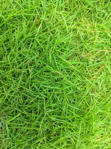 Bild auf Leinwand Fresh Japanese grass lawn with lush green texture