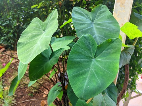 фотографія Fresh green taro leaves in natural garden