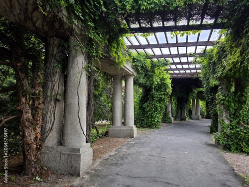 Wooden trellis roof and stone pillars covered in green climbing vines at Wroclaw Pergola