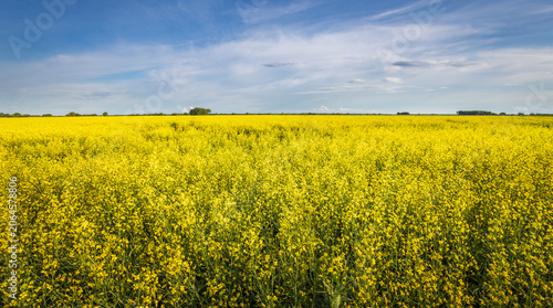 Canvastavla Vast field of blooming yellow flowers under a bright blue sky