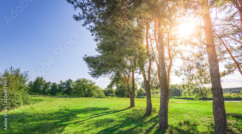 Sunlight filters through tall pine trees