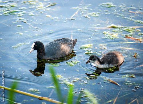 Valokuva Common coot (Fulica atra) swimming with chicks on a calm lake