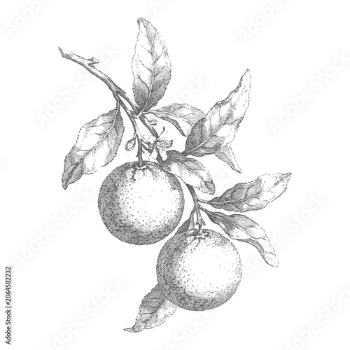 Orange branch with blossoms, fruits, and leaves. Hand drawn engraved line art illustration.
