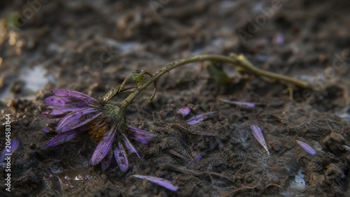 Trampled wildflower in muddy soil under soft morning light, close-up view.