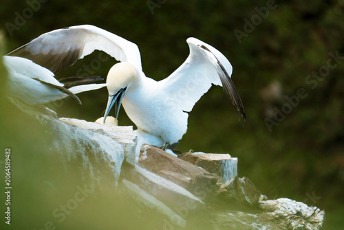 Mating Gannets