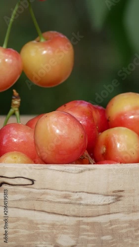 Farmer's hand picking ripe cherries from a tree branch and placing them on a plate during harvest season. Concept of growing and harvesting cherries in the garden, organic fruit cultivation, and fresh