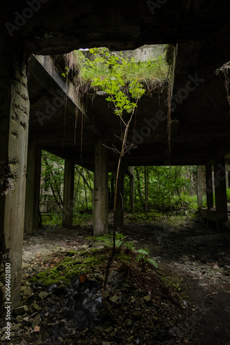 Abandoned Concrete Building Ruins Reclaimed by Nature, Post-Apocalyptic Dark Industrial Interior.Decaying concrete structure where a young tree grows  through a collapsed ceiling towards the daylight.