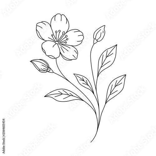 Blooming Wildflower Outline Vector Illustration with Buds and Leaves, Black and White Coloring Page
