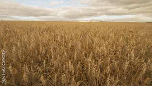 Billede på lærred A Stunning Golden Wheat Field Set Against Beautiful Cloudy Skies in the Countrys