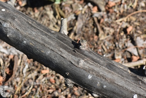 Wooden log on the ground in the forest, close-up