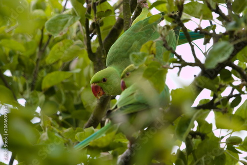 Foto A Vibrant Pair of Ring-Necked Parakeets Perched Among Lush Green Apple Tree Foli