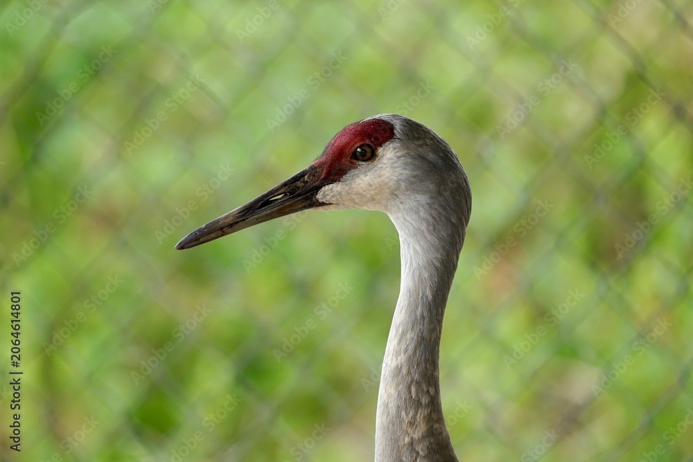 Fototapeta premium close up of a sandhill crane