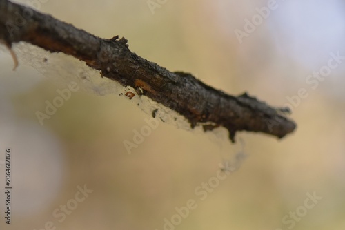 Close-up of a tree branch with a spider web on it
