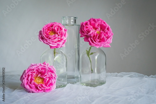 The splendor and vibrant colors of the pink roses