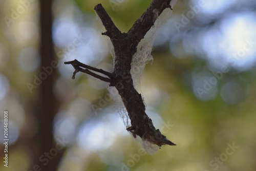 Close-up of a tree branch with a spider web on it